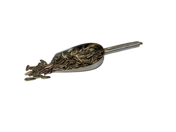 Ηλιόσπορος Ψημένος
